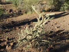 Cylindropuntia acanthocarpa