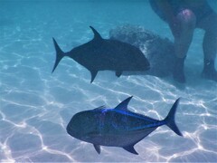 Caranx melampygus