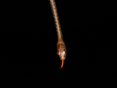 Dendrelaphis pictus