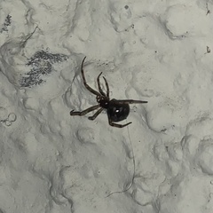 Steatoda triangulosa