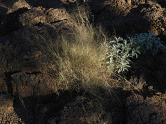 Muhlenbergia microsperma