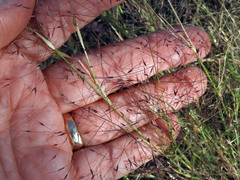 Muhlenbergia microsperma