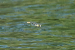 Ophiogomphus occidentis