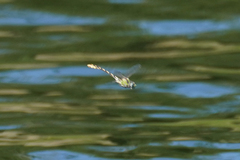Ophiogomphus occidentis