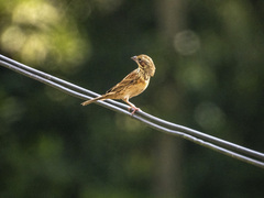 Emberiza