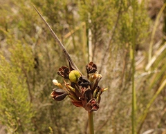 Bobartia robusta