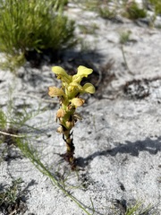 Disa sabulosa
