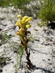 Disa sabulosa