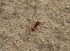 Pogonomyrmex