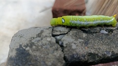 Daphnis nerii