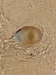 Rhizostomeae