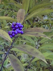Callicarpa