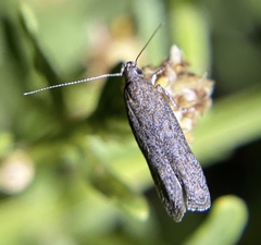 Chionodes dammersi