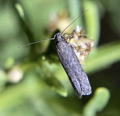 Chionodes dammersi