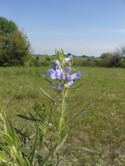 Salvia engelmannii