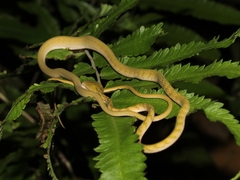 Ahaetulla prasina