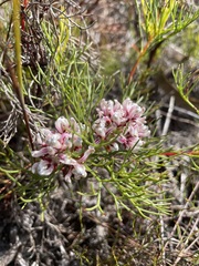 Serruria ascendens