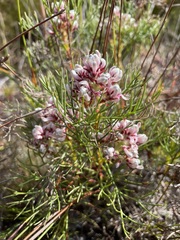 Serruria ascendens