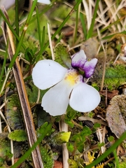 Mazus radicans