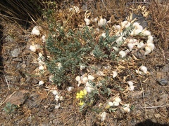 Astragalus purshii