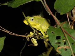 Bronchocela jubata