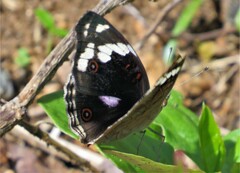 Junonia oenone oenone