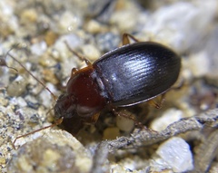 Calathus ruficollis