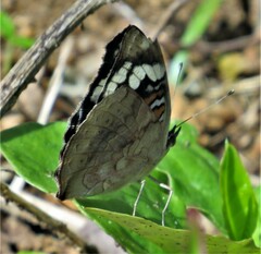 Junonia oenone oenone