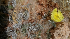 Tribulus cristatus