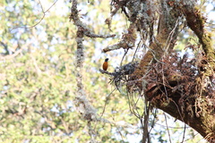 Chlorophonia elegantissima