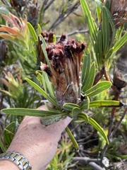 Protea lepidocarpodendron
