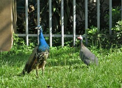 Numida meleagris domesticus