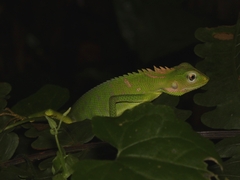 Bronchocela jubata