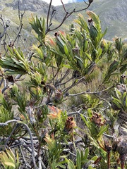 Protea lepidocarpodendron