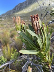 Protea lepidocarpodendron