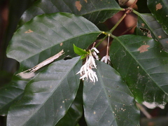 Coffea arabica