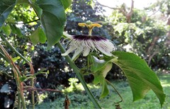 Passiflora edulis flavicarpa