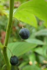 Polygonatum odoratum maximowiczii