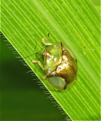 Aspidimorpha quadriremis