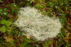 Usnea longissima