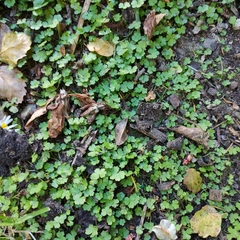 Hydrocotyle heteromeria