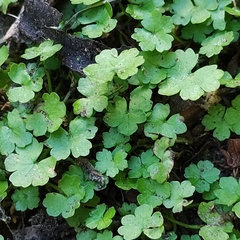 Hydrocotyle heteromeria