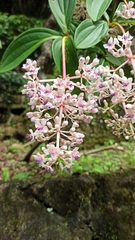 Medinilla formosana