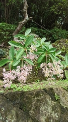 Medinilla formosana
