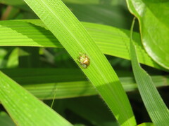 Aspidimorpha quadriremis