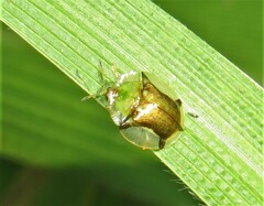 Aspidimorpha quadriremis