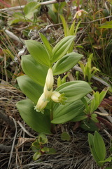 Polygonatum humile
