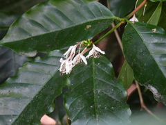 Coffea arabica