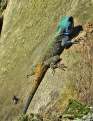 Acanthocercus atricollis