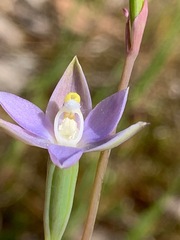 Thelymitra pallidifructus
